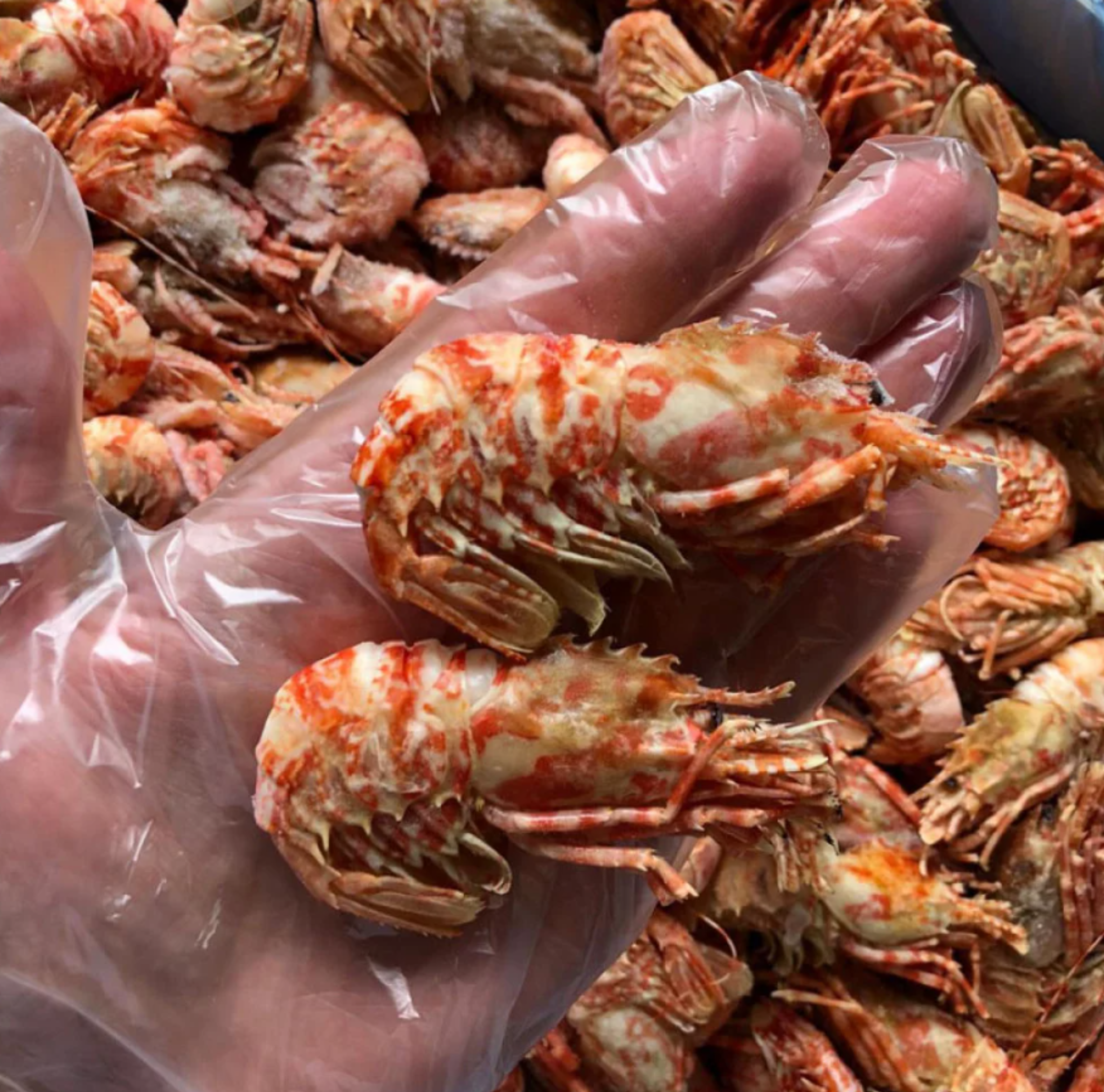 Креветка шримс *в/м